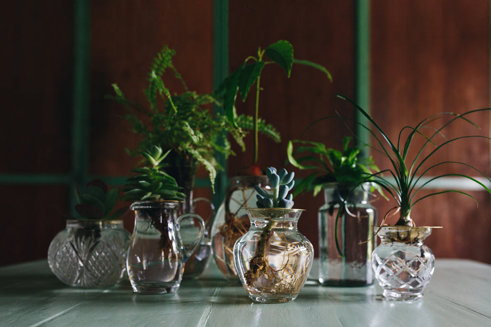 Group of succulents, avocado sprouts, cuttings and mini-plants in Helios disks - Brass propagation disk Helios - design by House of Thol / photograph by Masha Bakker photography