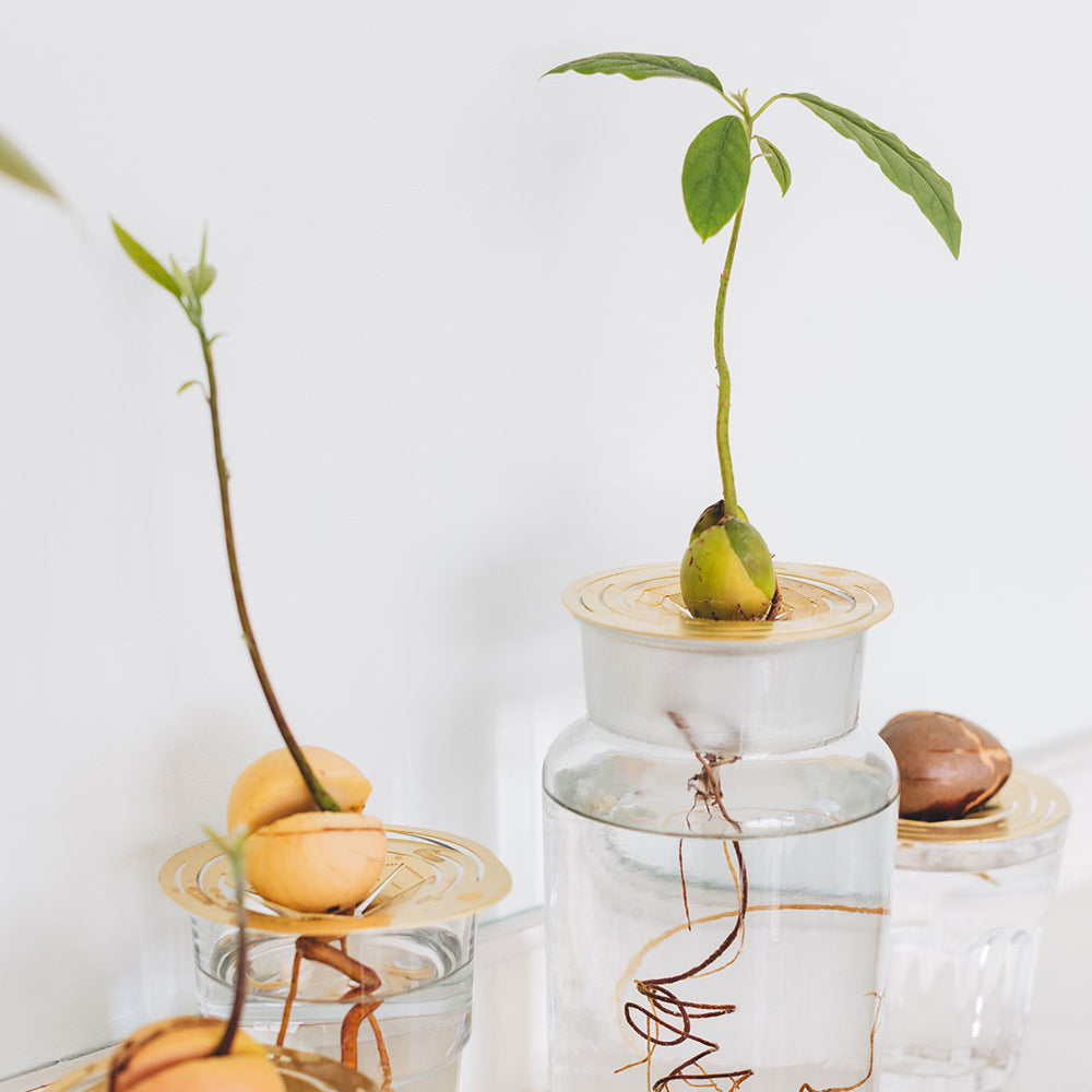 Group of Avocado sprouts with Brass propagation disk Helios - design by House of Thol / photograph by Masha Bakker photography