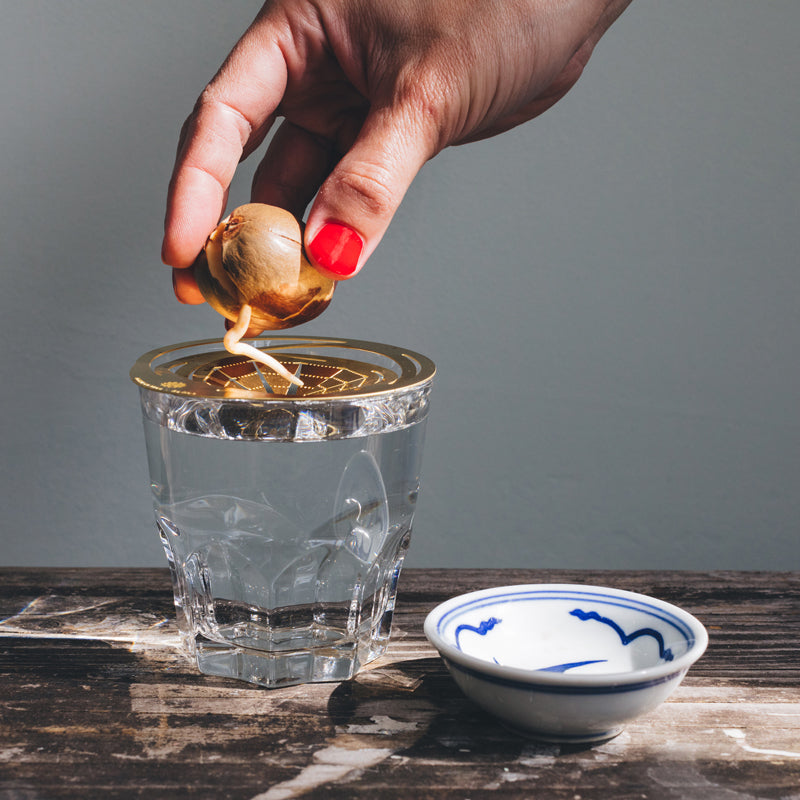 Placing an avocado pit in an Helios Constellation - brass propagation disk - design by House of Thol / photograph by Masha Bakker