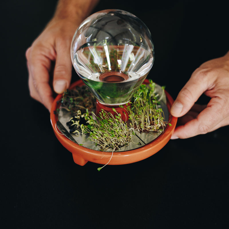 Patella Crescenda: grown fresh organic micro greens year round - design by House of Thol / photograph by Masha Bakker photography