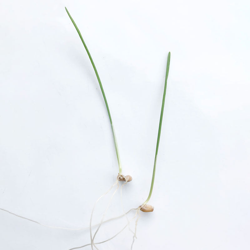 Single Variety Microgreen Seeds — 10g Packet