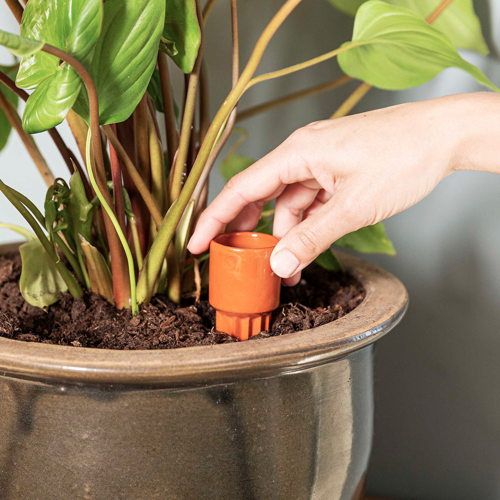 Placement of the Waterworks cone - Waterworks watering globe for houseplants - design by House of Thol / photograph by Gaav Content