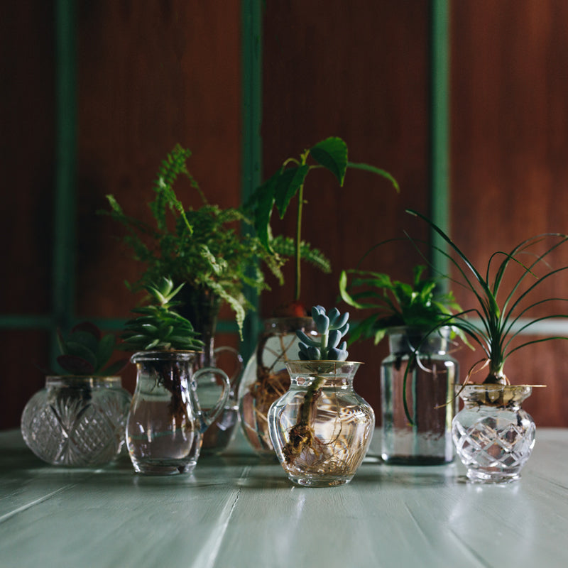 Group of succulents, avocado sprouts, cuttings and mini-plants in Helios disks - Brass propagation disk Helios - design by House of Thol / photograph by Masha Bakker photography