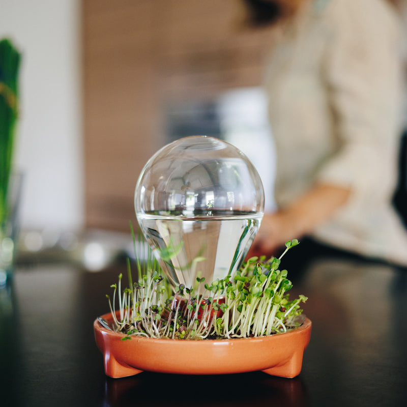 Patella Crescenda: grown fresh organic micro greens year round - design by House of Thol / photograph by Masha Bakker photography