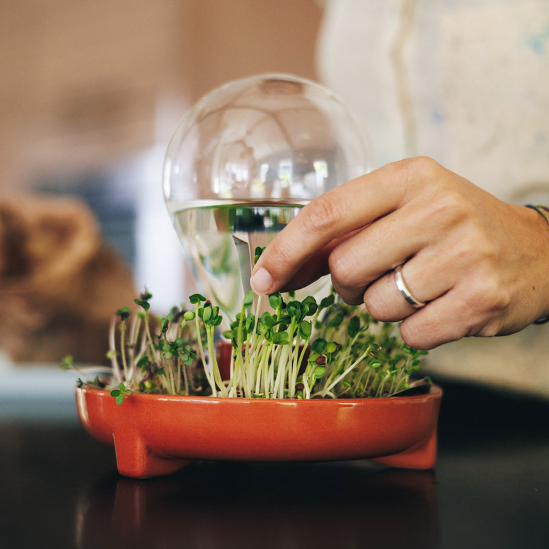 Patella Crescenda: grown fresh organic micro greens year round - design by House of Thol / photograph by Masha Bakker photography