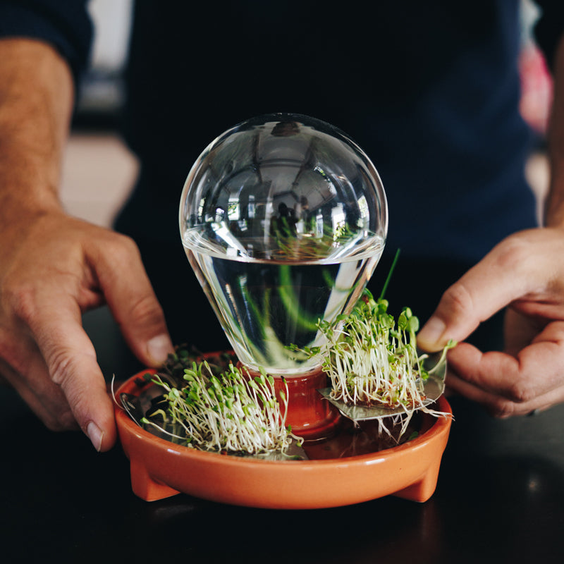 Patella Crescenda: grown fresh organic micro greens year round - design by House of Thol / photograph by Masha Bakker photography