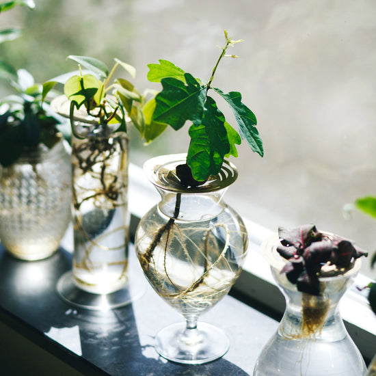 Growing an acorn on a Brass propagation disk Helios - design by House of Thol / photograph by Masha Bakker photography