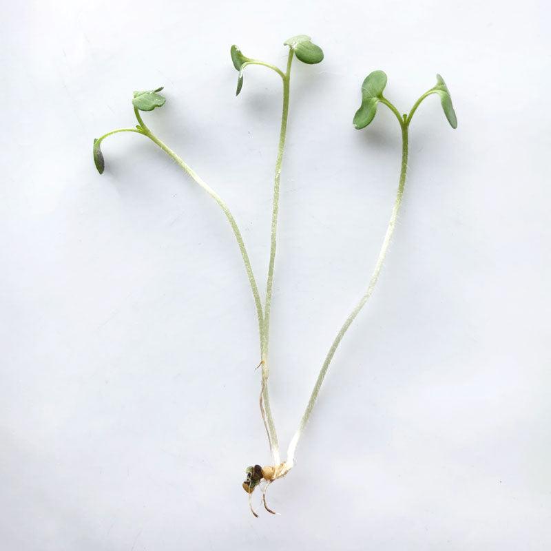 Single Variety Microgreen Seeds — 10g Packet
