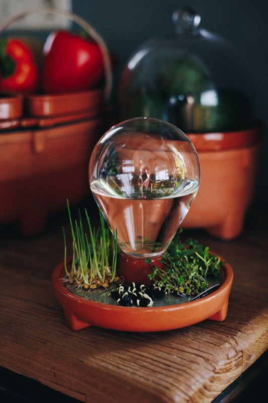 Patella Crescenda microgreen sprouting kit with a backdrop of the Patera Magna and Patera Matura
