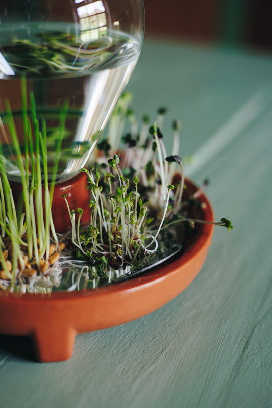 Patella Crescenda microgreen sprouting kit - close up of arugula microgreens growing