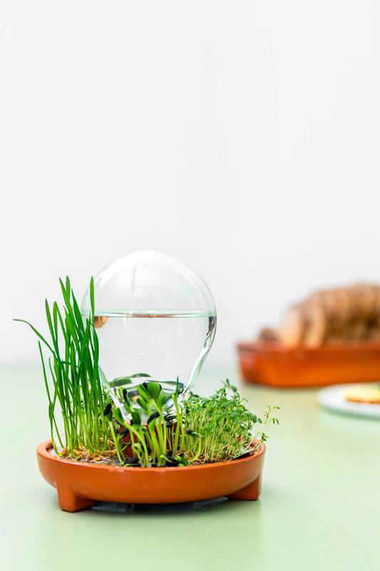 Patella Crescenda microgreen sprouting kit fully grown on the lunch table