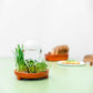 Patella Crescenda Microgreen sprouting kit - 12 sets
