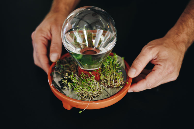 Patella Crescenda microgreen sprouting kit picked up by Thomas