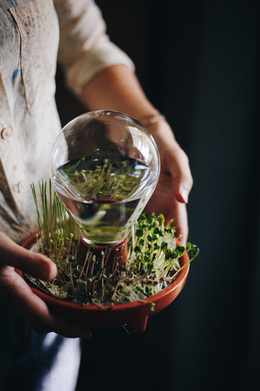 Patella Crescenda microgreen sprouting kit being held in two hands