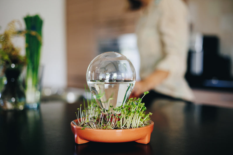 Patella Crescenda microgreen sprouting kit on the kitchen counter