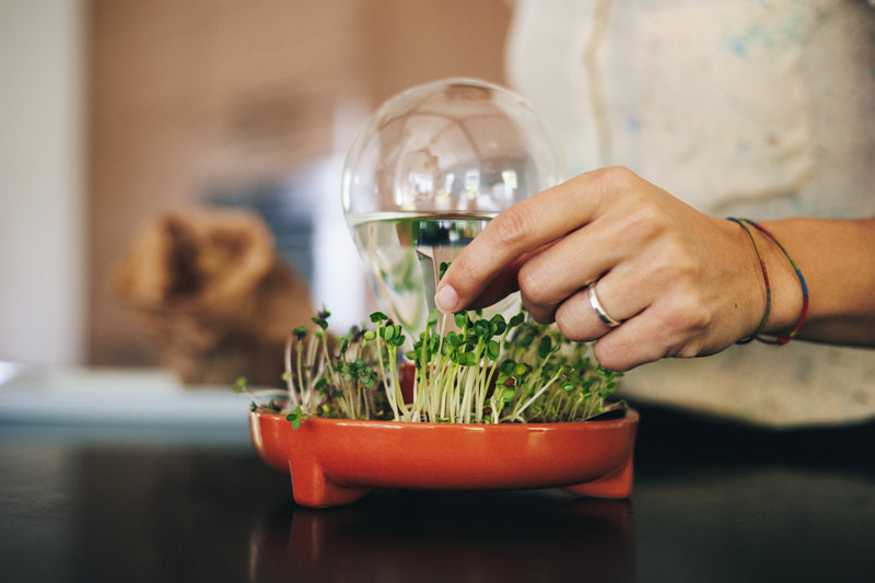 Patella Crescenda microgreen sprouting kit - picking radish cress right from the kictchen counter