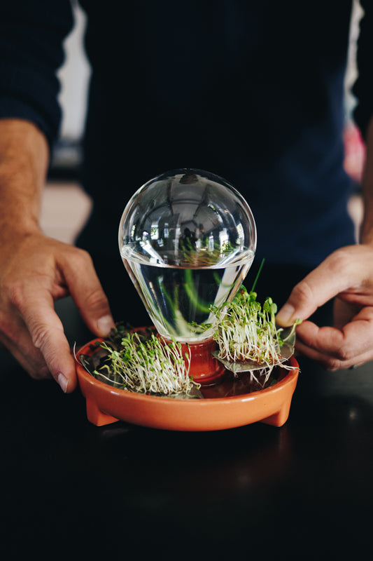 Patella Crescenda microgreen sprouting kit - showcasing the roots hygienically only touching clean water