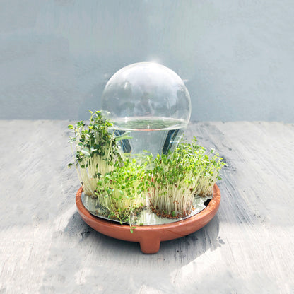 Single Variety Microgreen Seeds — 10g Packet