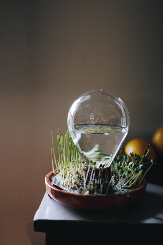 Patella Crescenda microgreen sprouting kit near a window, with Dutch lighting