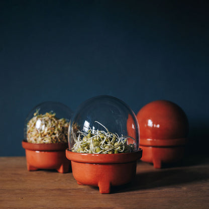 Patina Germina Sprouting Set