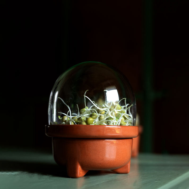 Patina Germina Sprouting Set