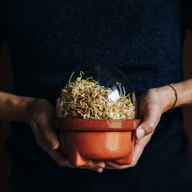 Patina Germina Sprouting Set