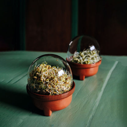 Patina Germina Sprouting Set