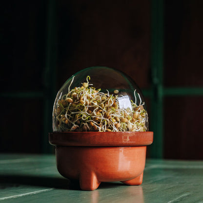 Patina Germina Sprouting Set