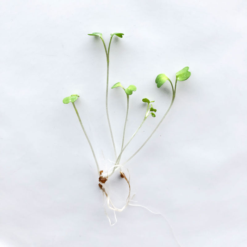 Single Variety Microgreen Seeds — 10g Packet