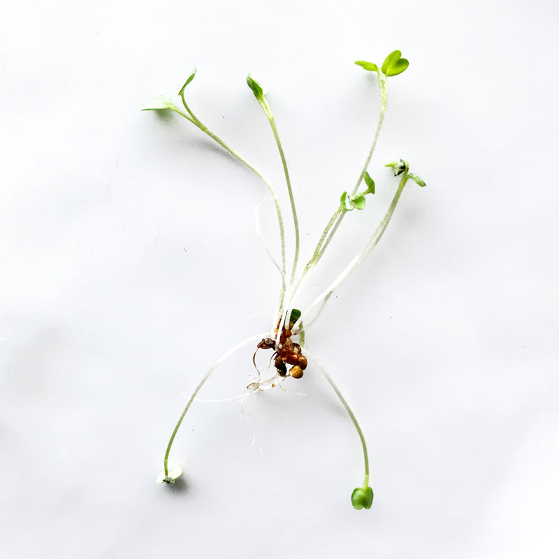 Single Variety Microgreen Seeds — 10g Packet
