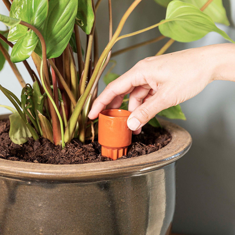 Placing a terracotta Waterworks cone in the soil - Waterworks watering globe for houseplants - Design by House of Thol / Photograph by House of Thol 
