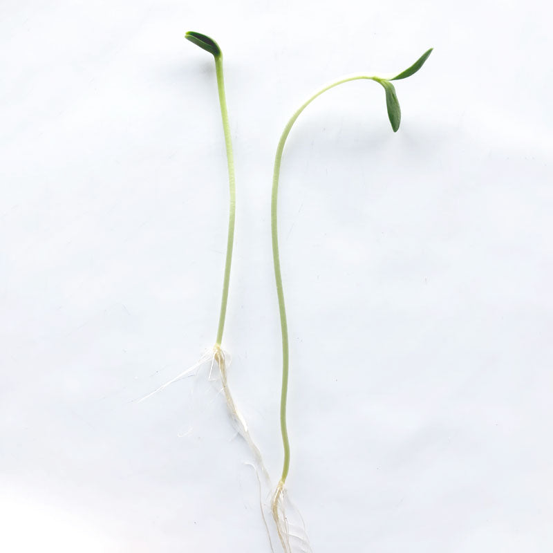 Single Variety Microgreen Seeds — 10g Packet