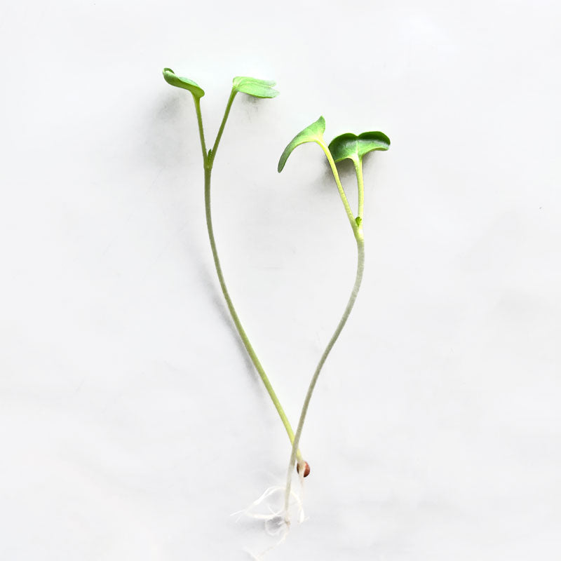 Single Variety Microgreen Seeds — 10g Packet