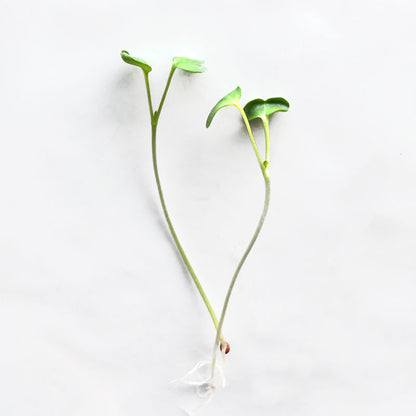 Single Variety Microgreen Seeds — 10g Packet