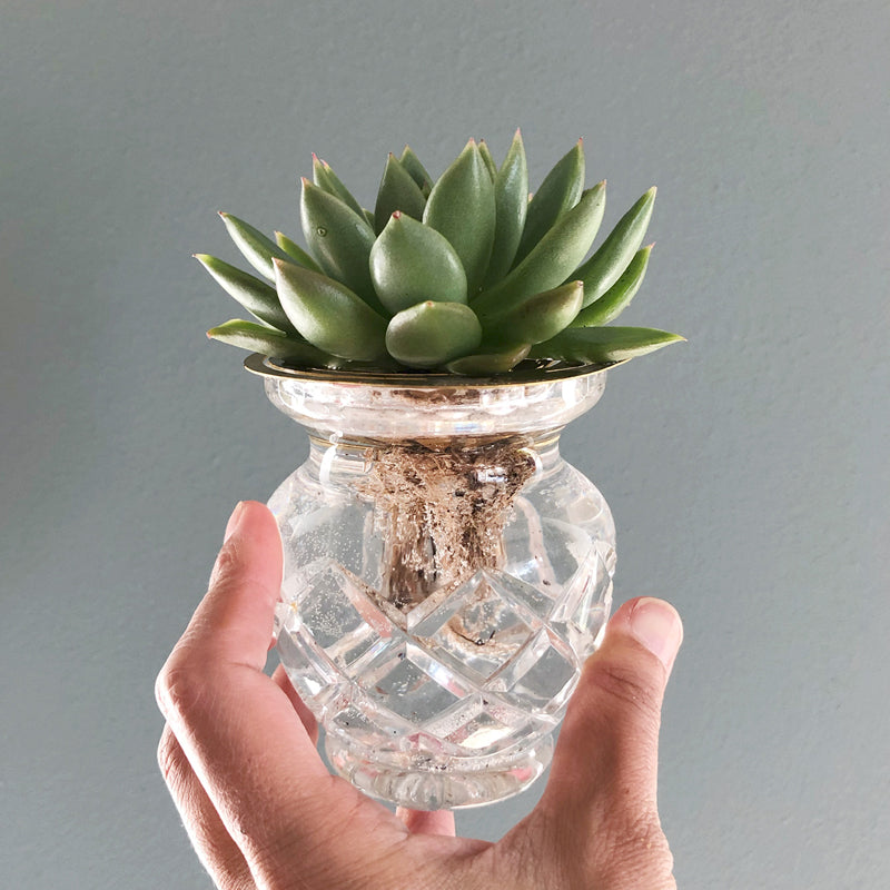 Succulent on water with Brass propagation disk Helios - design by House of Thol / photograph by House of Thol