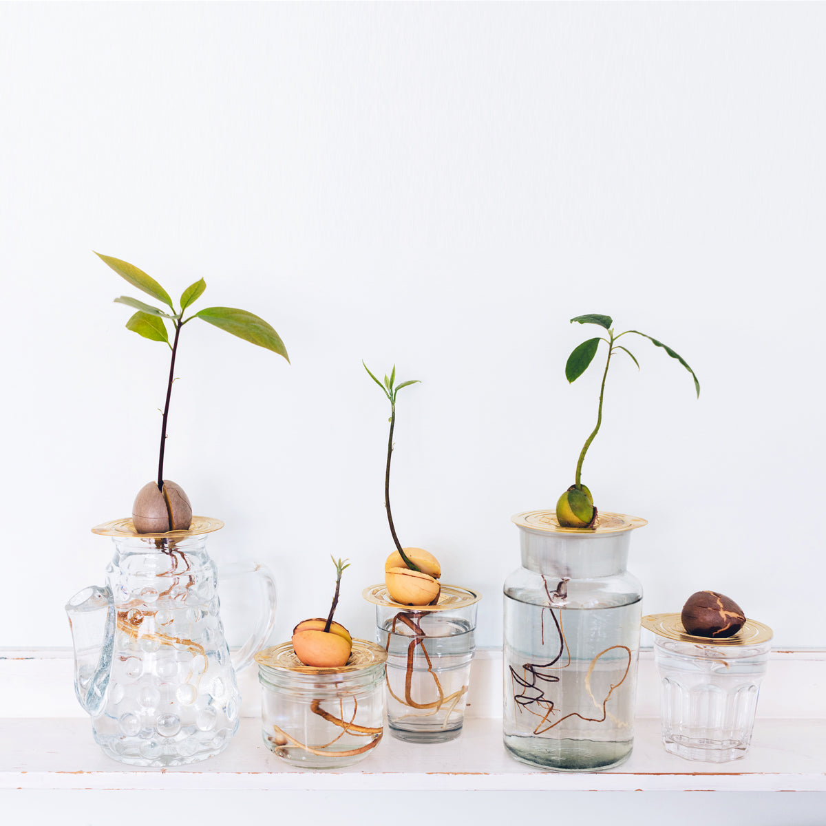 Group of Avocado sprouts with Brass propagation disk Helios - design by House of Thol / photograph by Masha Bakker photography