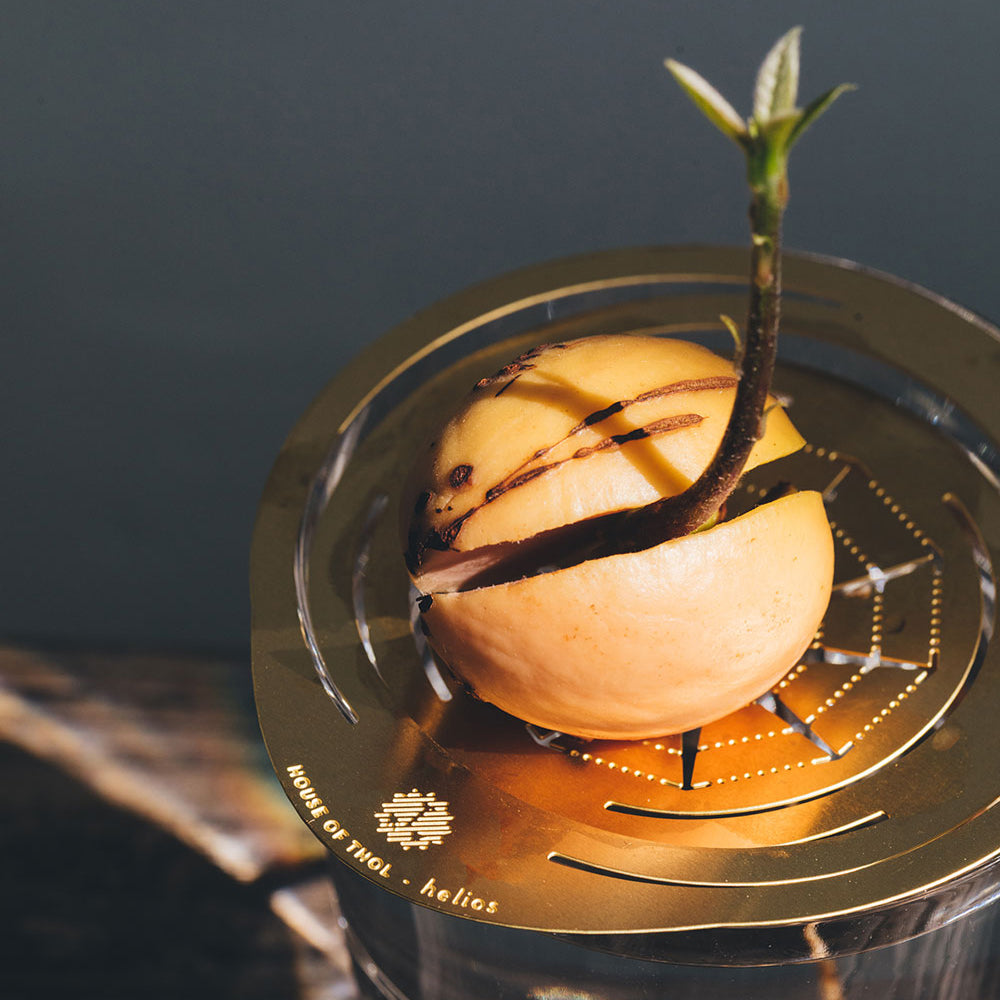 Close up of sprouted avocado on brass Helios growth disk - brass propagation disk Helios - design by House of Thol / photograph by Masha Bakker photography