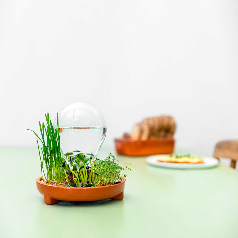 Patella Crescenda Microgreen sprouting kit